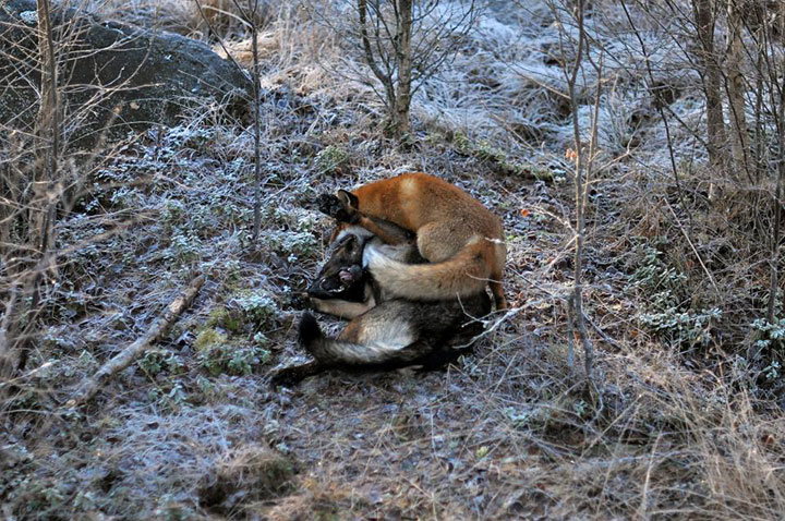 faites-le-plein-de-tendresse-avec-cette-magnifique-histoire-damitie-entre-un-chien-et-un-renard48