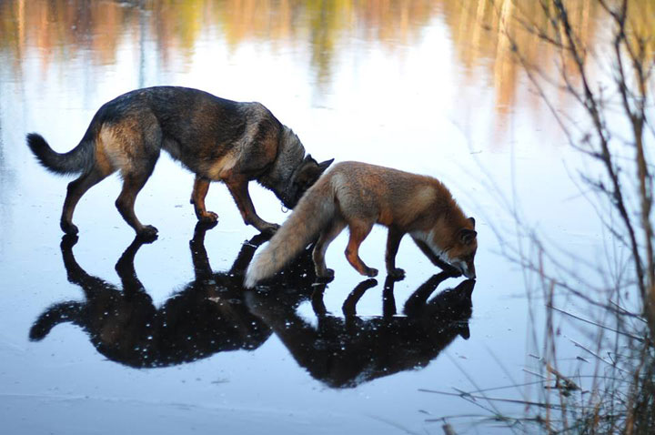 faites-le-plein-de-tendresse-avec-cette-magnifique-histoire-damitie-entre-un-chien-et-un-renard49