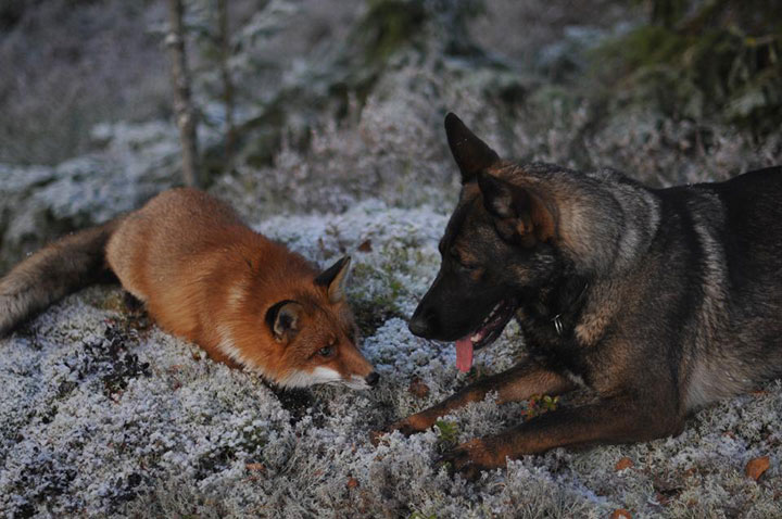 faites-le-plein-de-tendresse-avec-cette-magnifique-histoire-damitie-entre-un-chien-et-un-renard50