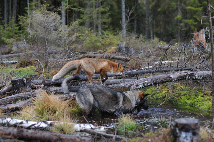 faites-le-plein-de-tendresse-avec-cette-magnifique-histoire-damitie-entre-un-chien-et-un-renard51