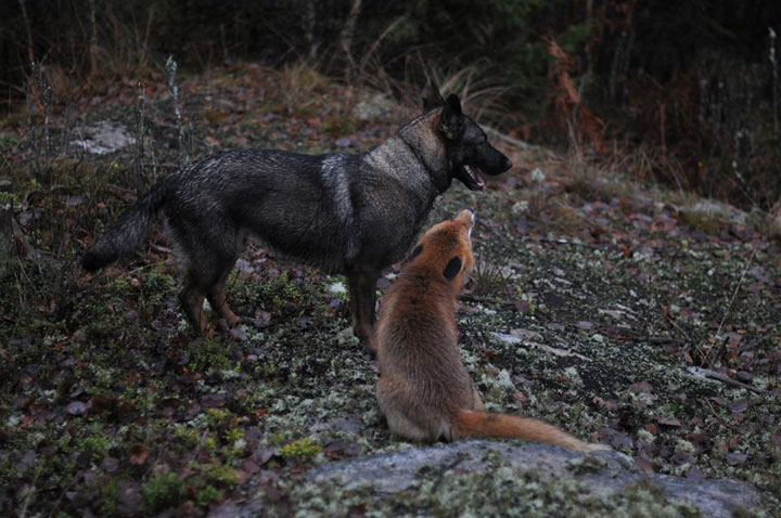 faites-le-plein-de-tendresse-avec-cette-magnifique-histoire-damitie-entre-un-chien-et-un-renard52