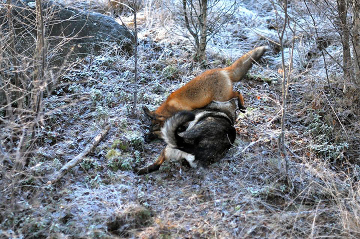 faites-le-plein-de-tendresse-avec-cette-magnifique-histoire-damitie-entre-un-chien-et-un-renard53