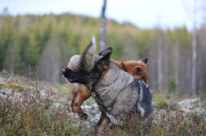 faites-le-plein-de-tendresse-avec-cette-magnifique-histoire-damitie-entre-un-chien-et-un-renard54