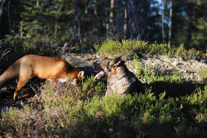 faites-le-plein-de-tendresse-avec-cette-magnifique-histoire-damitie-entre-un-chien-et-un-renard57
