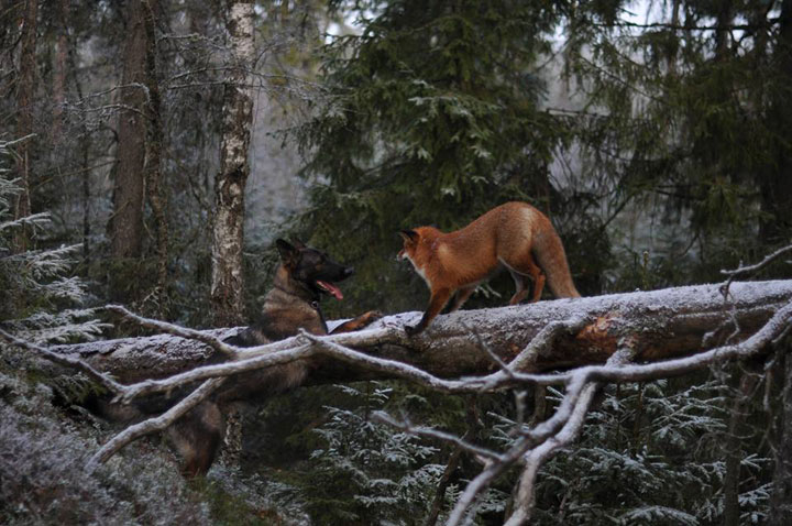faites-le-plein-de-tendresse-avec-cette-magnifique-histoire-damitie-entre-un-chien-et-un-renard59