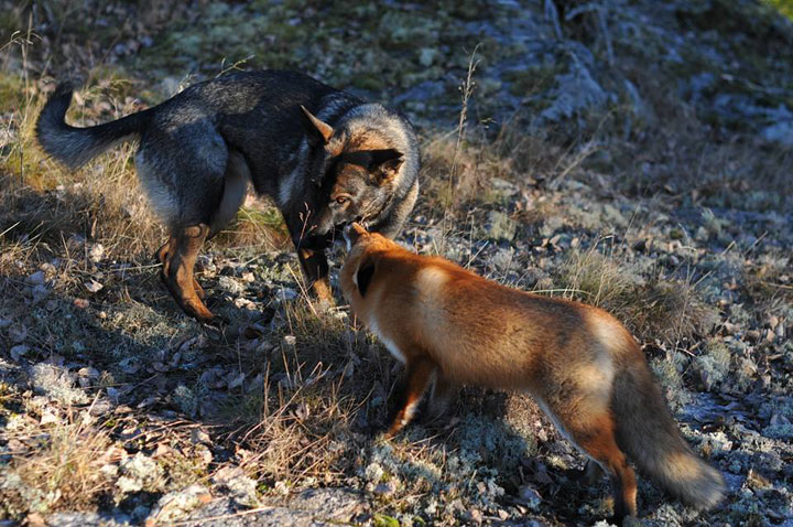 faites-le-plein-de-tendresse-avec-cette-magnifique-histoire-damitie-entre-un-chien-et-un-renard62