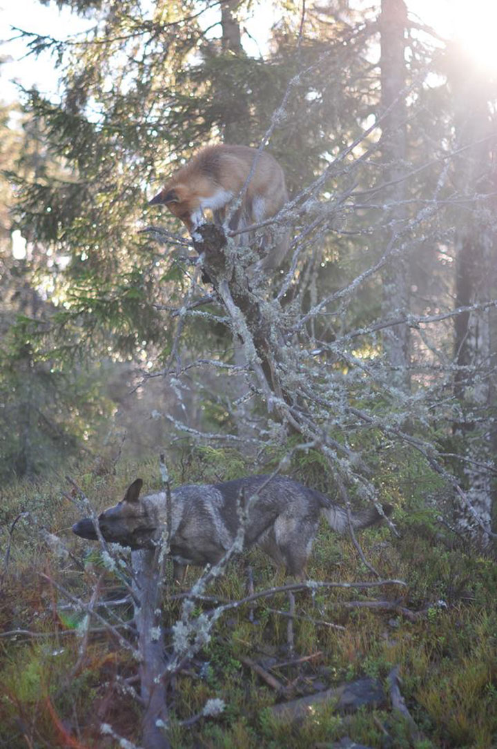faites-le-plein-de-tendresse-avec-cette-magnifique-histoire-damitie-entre-un-chien-et-un-renard63