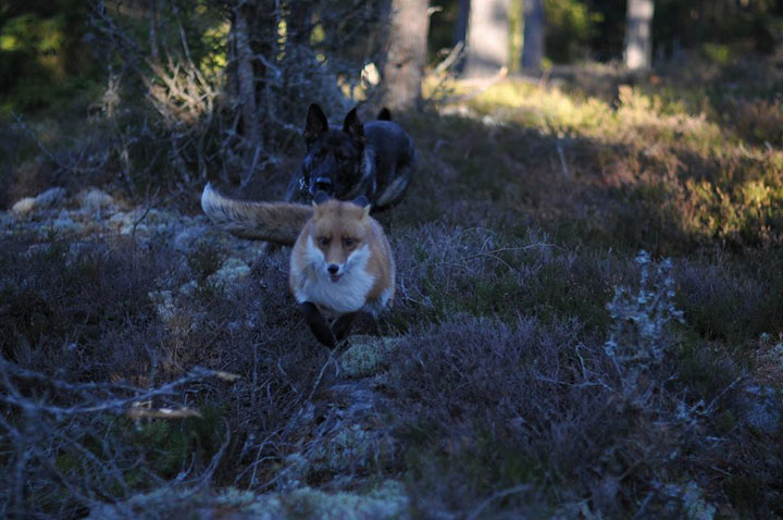 faites-le-plein-de-tendresse-avec-cette-magnifique-histoire-damitie-entre-un-chien-et-un-renard64