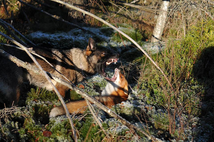 faites-le-plein-de-tendresse-avec-cette-magnifique-histoire-damitie-entre-un-chien-et-un-renard65