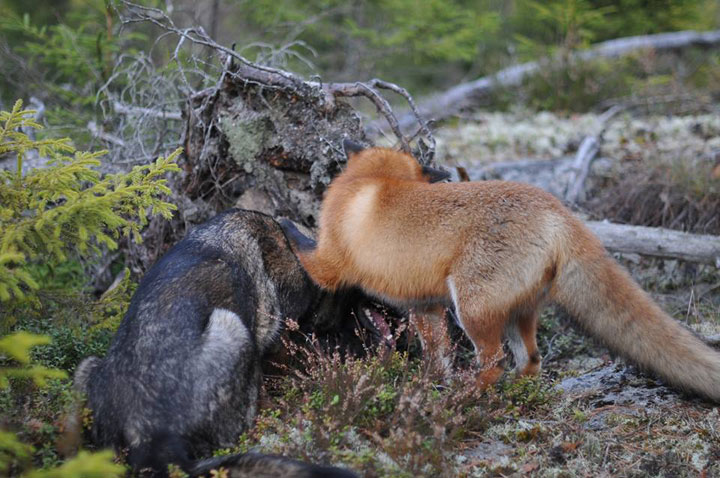 faites-le-plein-de-tendresse-avec-cette-magnifique-histoire-damitie-entre-un-chien-et-un-renard66
