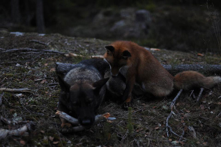 faites-le-plein-de-tendresse-avec-cette-magnifique-histoire-damitie-entre-un-chien-et-un-renard67
