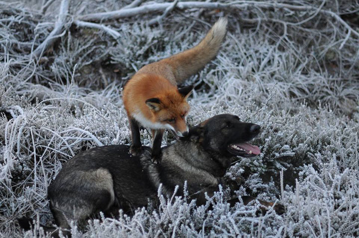 faites-le-plein-de-tendresse-avec-cette-magnifique-histoire-damitie-entre-un-chien-et-un-renard69