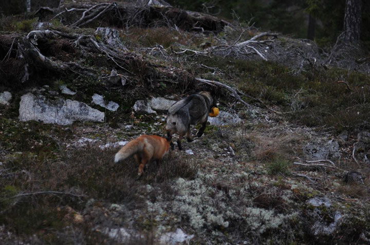 faites-le-plein-de-tendresse-avec-cette-magnifique-histoire-damitie-entre-un-chien-et-un-renard70