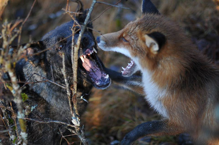 faites-le-plein-de-tendresse-avec-cette-magnifique-histoire-damitie-entre-un-chien-et-un-renard8