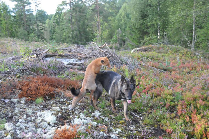faites-le-plein-de-tendresse-avec-cette-magnifique-histoire-damitie-entre-un-chien-et-un-renard9