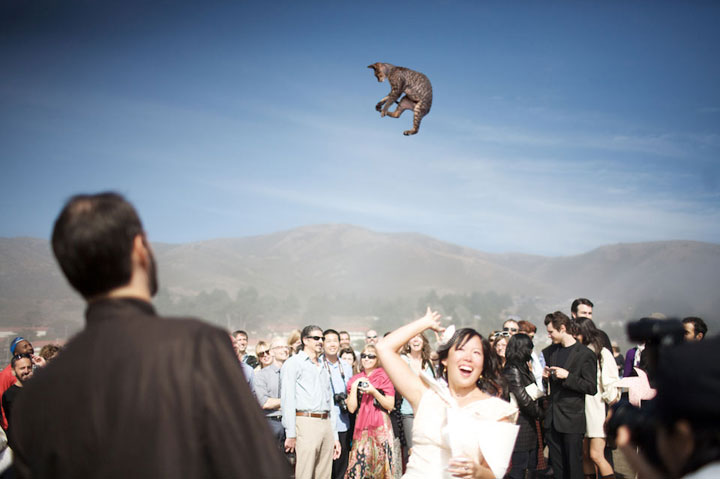 le-lancer-de-chats-dans-les-mariages-le-nouveau-phenomene-delirant-sur-internet17