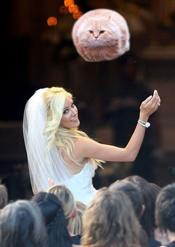 le-lancer-de-chats-dans-les-mariages-le-nouveau-phenomene-delirant-sur-internet1