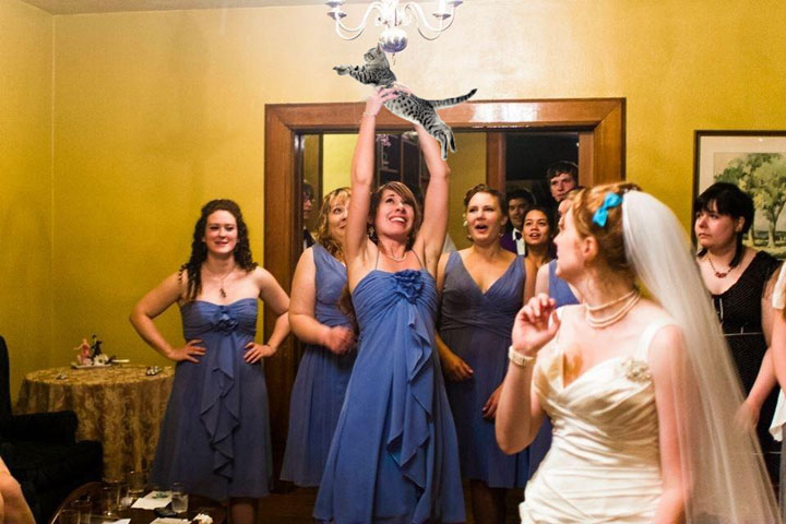 le-lancer-de-chats-dans-les-mariages-le-nouveau-phenomene-delirant-sur-internet22