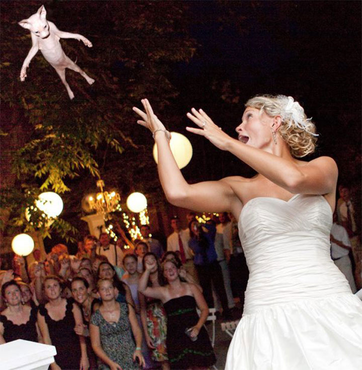 le-lancer-de-chats-dans-les-mariages-le-nouveau-phenomene-delirant-sur-internet27