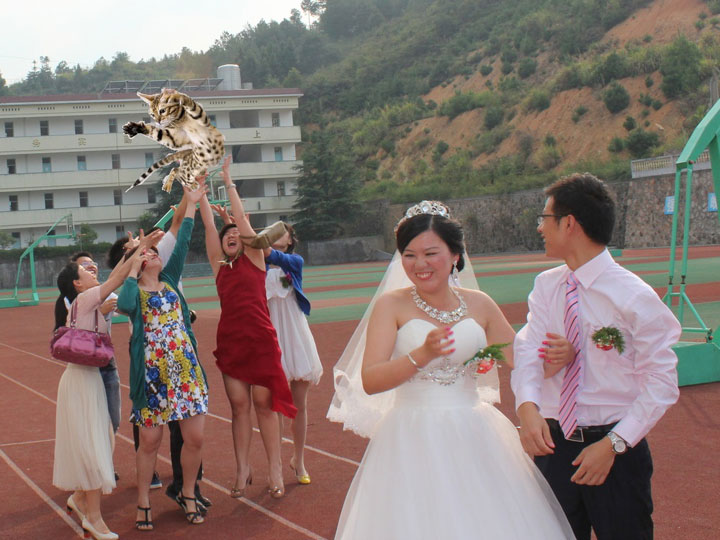 le-lancer-de-chats-dans-les-mariages-le-nouveau-phenomene-delirant-sur-internet33