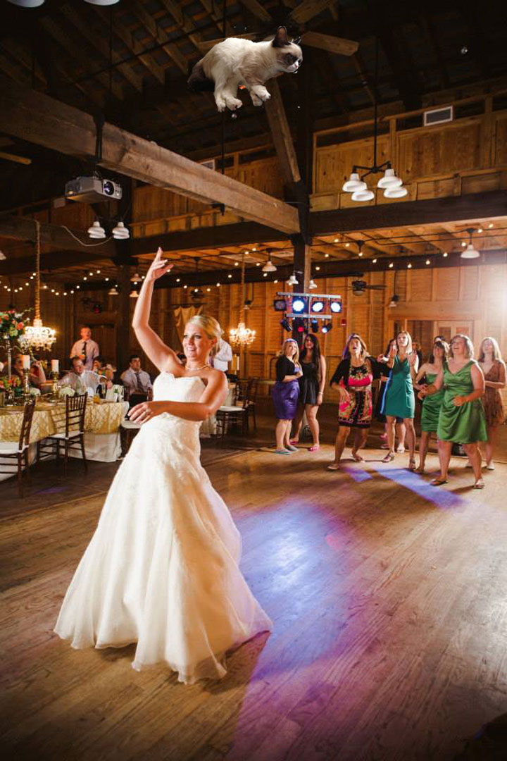 le-lancer-de-chats-dans-les-mariages-le-nouveau-phenomene-delirant-sur-internet35