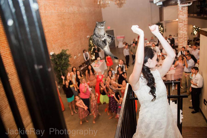 le-lancer-de-chats-dans-les-mariages-le-nouveau-phenomene-delirant-sur-internet39jpg