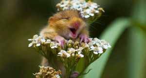 limage-de-la-semaine-un-petit-rongeur-super-mignon-rit-aux-eclats-sur-une-fleur-une