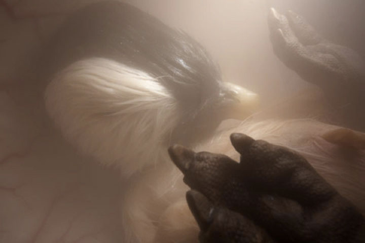 11-photographies-pleines-demotions-danimaux-dans-le-ventre-de-leurs-meres11