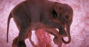 12-bebes-animaux-photographies-dans-le-ventre-de-leur-mere-qui-vont-vous-emerveiller