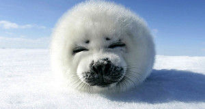 31-animaux-sublimes-par-les-couleurs-hivernales-une