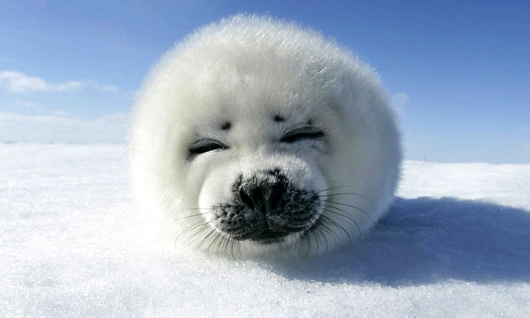 31-animaux-sublimes-par-les-couleurs-hivernales-une