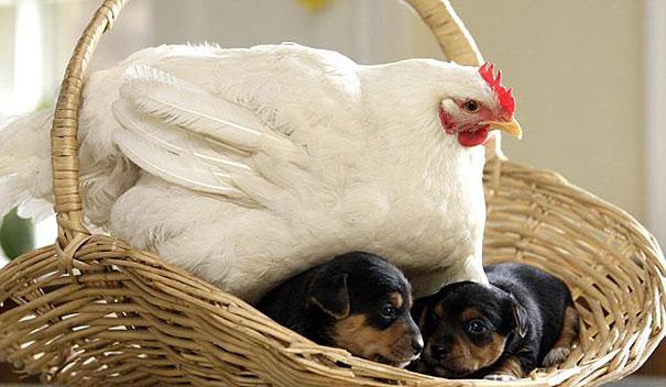 6. Mabel the Chicken and the Puppiesvv