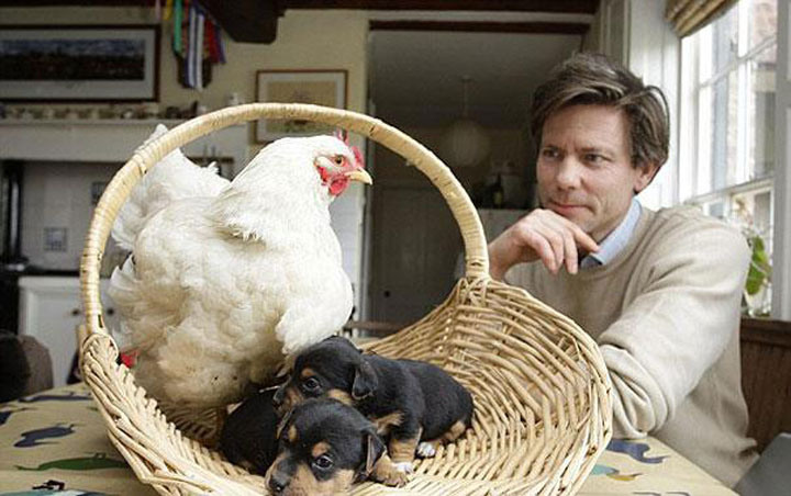 6. Mabel the Chicken and the Puppiesvvv