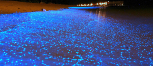 Des vagues bioluminescentes créent un magnifique océan d’étoiles sur les plages des Maldives-une