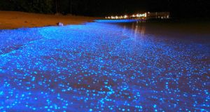 Des vagues bioluminescentes créent un magnifique océan d’étoiles sur les plages des Maldives-une