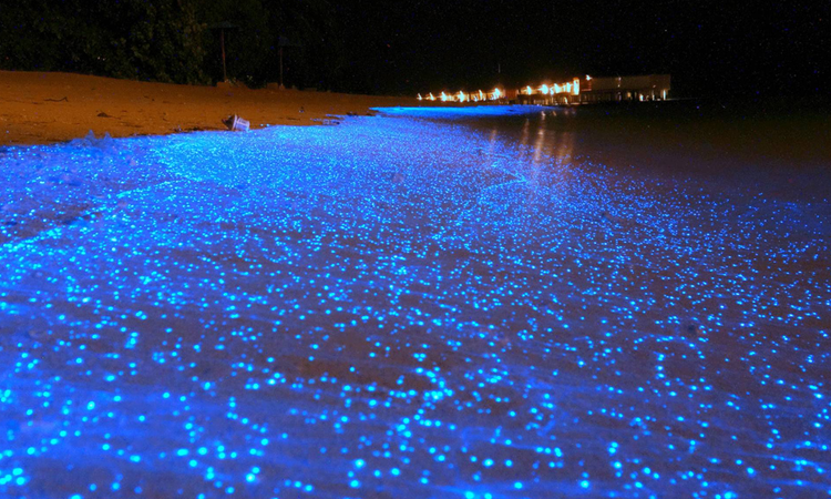Des vagues bioluminescentes créent un magnifique océan d’étoiles sur les plages des Maldives-une