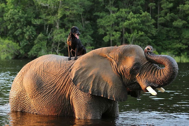 amities-insolites-entre-nos-amis-les-animauxelep