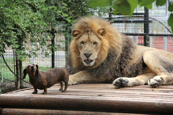 amities-insolites-entre-nos-amis-les-animauxlll