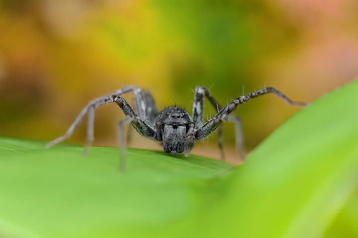 dans-loeil-des-araignees13