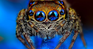 decouvrez-toute-la-magnificence-des-araignees-a-travers-de-superbes-cliches-macroscopiques-une