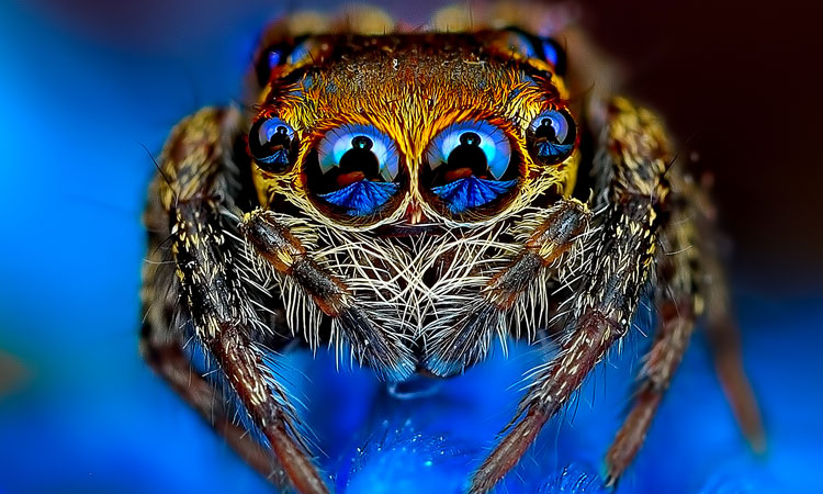 decouvrez-toute-la-magnificence-des-araignees-a-travers-de-superbes-cliches-macroscopiques-une
