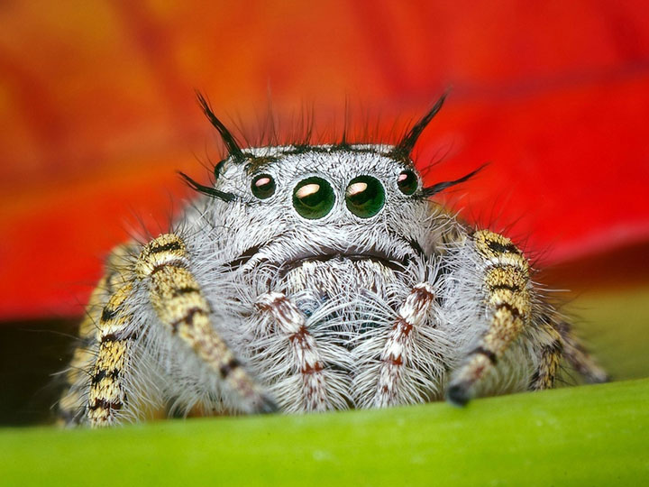 decouvrez-toute-la-magnificence-des-araignees-a-travers-de-superbes-cliches-macroscopiques7