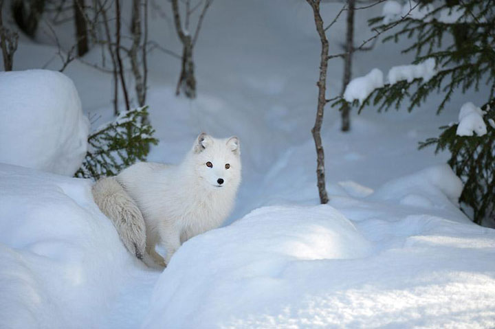 des-animaux-sauvages-revelent-toute-leur-douceur-a-travers-les-cliches-dun-photographe12