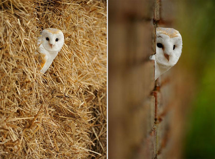 des-animaux-sauvages-revelent-toute-leur-douceur-a-travers-les-cliches-dun-photographe13