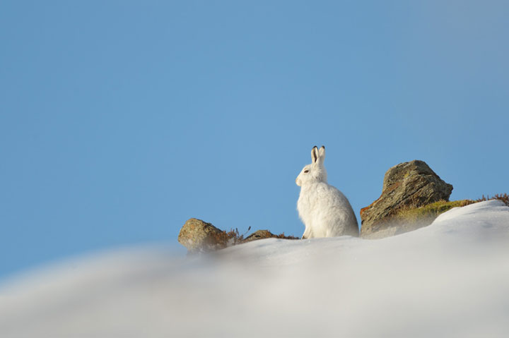 des-animaux-sauvages-revelent-toute-leur-douceur-a-travers-les-cliches-dun-photographe16