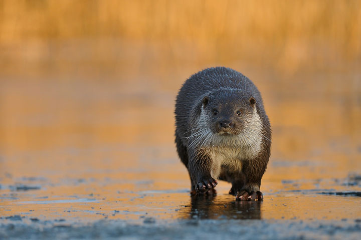 des-animaux-sauvages-revelent-toute-leur-douceur-a-travers-les-cliches-dun-photographe17