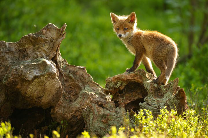 des-animaux-sauvages-revelent-toute-leur-douceur-a-travers-les-cliches-dun-photographe18