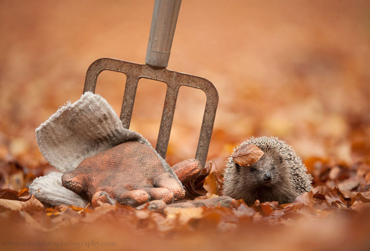 des-animaux-sauvages-revelent-toute-leur-douceur-a-travers-les-cliches-dun-photographe3