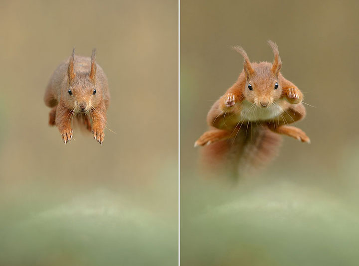 des-animaux-sauvages-revelent-toute-leur-douceur-a-travers-les-cliches-dun-photographe5