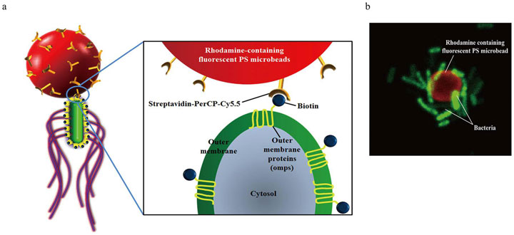 des-robots-concus-a-base-de-bacteries-sauveront-peut-etre-bientot-votre-vie1